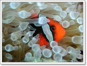 Redang Pelangi Clown Fish